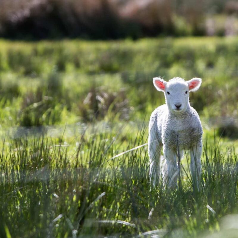 lamb alone in a field