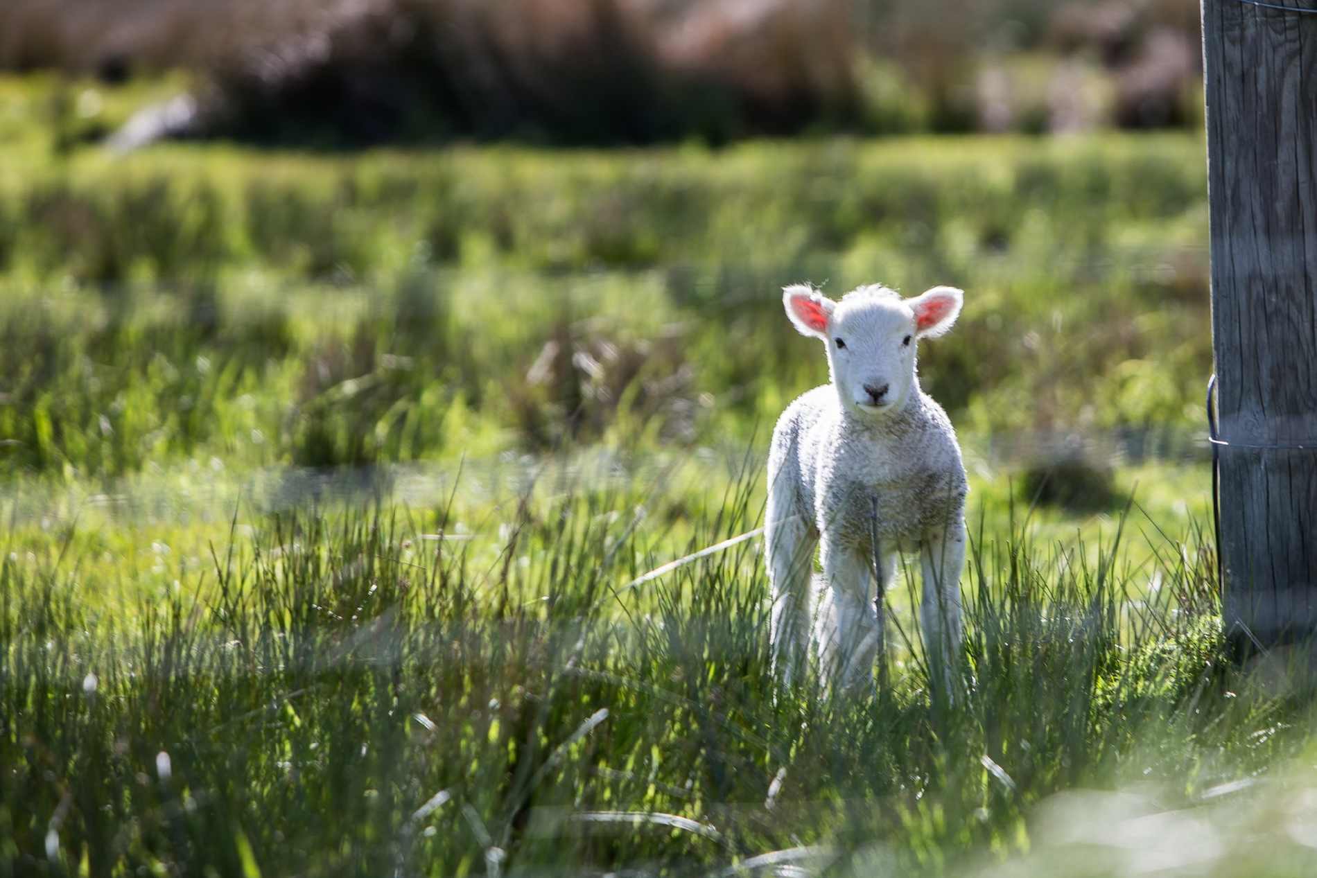 lamb alone in a field